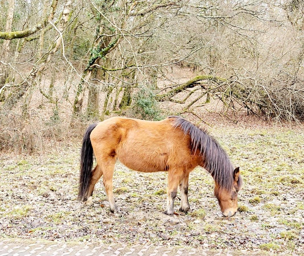 In The Heart Of The New Forest Fordingbridge Eksteriør bilde